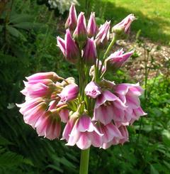 پیاز تابستانه - خرگريو